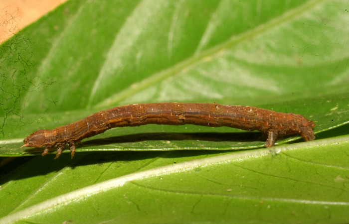 Fig. 10. Lateral de larva <i>Herbita</i> medonaDHJ03 (Geometridae) en último estadio. Voucher: 10-SRNP-69603-DHJ473853.JPG
