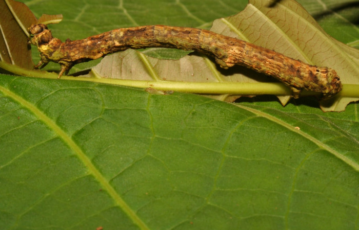 Fig. 8. Lateral de larva <i>Herbita</i> medonaDHJ01 (Geometridae) en último estadio. Voucher: 12-SRNP-30349-DHJ485184.jpg