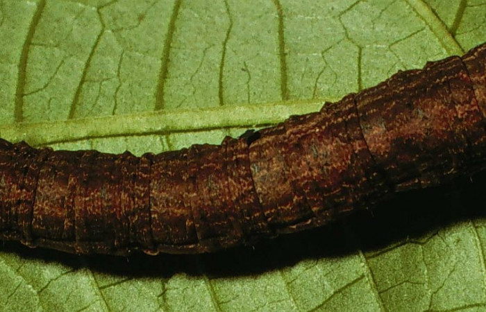 Fig. 14. Dorsal de larva <i>Herbita medama</i> (Geometridae) en último estadio. Voucher: 98-SRNP-14780-DHJ47643.jpg