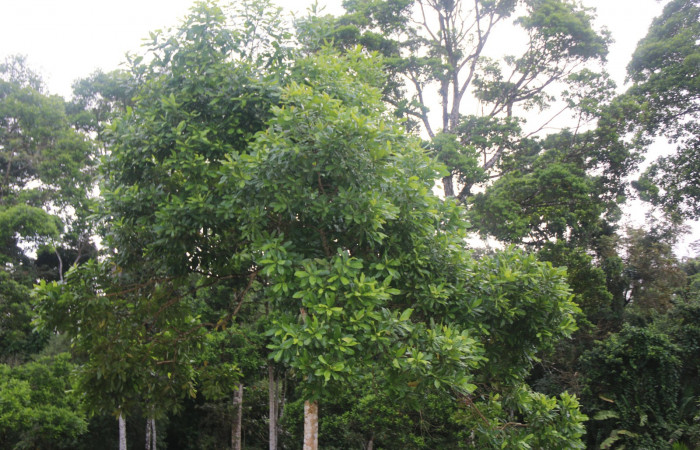 Fig. 32 Planta hospedera <i>Vochysia guatemalensis</i> de larva <i>Herbita lilacina</i> (Geometridae).Al fondo bosque de <i>Vochysia guatemalensis</i>. Foto tomada por Minor Carmona, Estación Brasilia, 19 febrero 2022.
