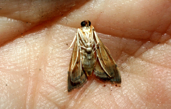 Figura 13. Adulto, <i>Orphanostigma  haemorrhoidalis</i>, vista ventral, (Crambidae).  (09-SRNP-44162-DHJ464931).