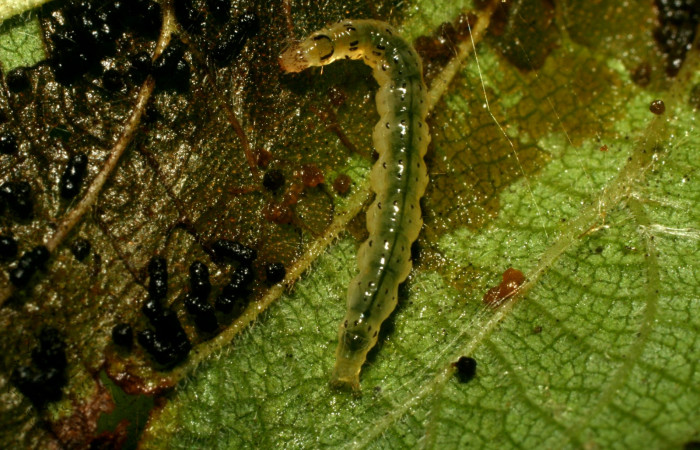 Figura 4. Detalle dorsal  <i>Orphanostigma haemorrhoidalis</i>, PU  estadio, (Crambidae). (09-SRNP-73393-  DHJ465820).