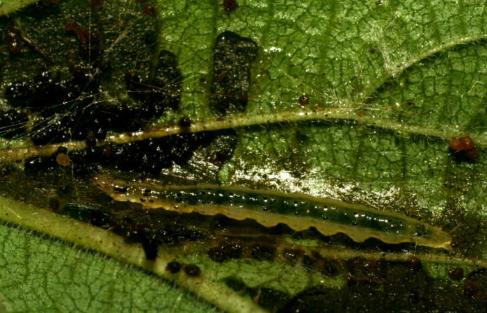 Figura 5. Detalle lateral <i>Orphanostigma  haemorrhoidalis</i>, Pu estadio. (Crambidae).  (09-SRNP-73393-DHJ465822).