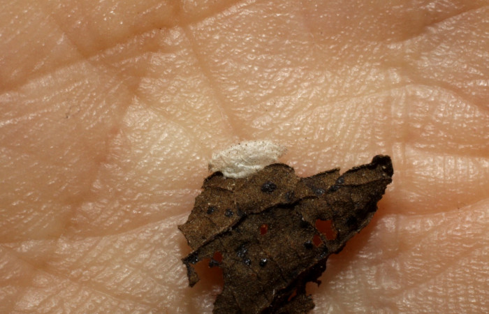 Figura 9. Detalle de parásitos <i>Hormius  jimlewisi</i> de la familia Braconidae, parásito  en larva <i>Orphanostigma haemorrhoidalis</i>  (Crambidae). (09-SRNP-73534-DHJ474278).