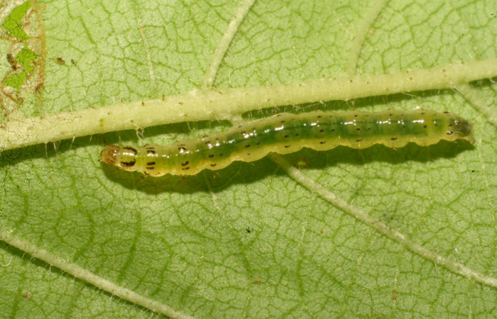 Figura 7. Detalle dorsal <i>Orphanostigma haemorrhoidalis</i> (Crambidae). (10-  SRNP-80188-DHJ474802).