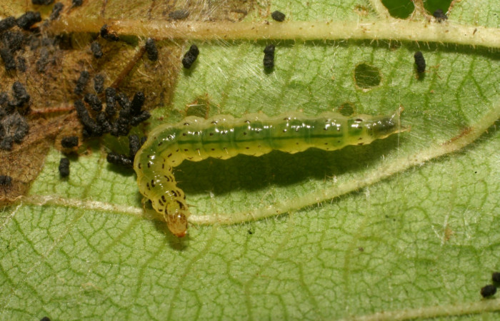 Figura 3. Detalle dorsal <i>Orphanostigma  haemorrhoidalis</i>, PPU estadio,  (Crambidae). (10-SRNP-80188-DHJ474803).