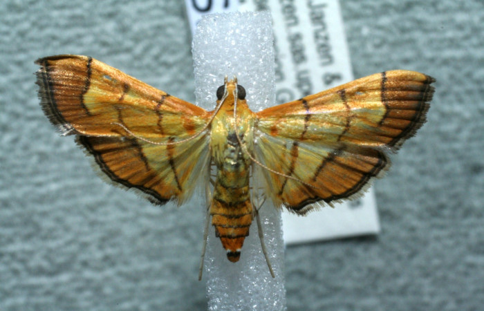 Figura 14. Adulto, <i>Orphanostigma  haemorrhoidalis</i>, vista dorsal, (Crambidae).  (11-SRNP-3660-DHJ560758).