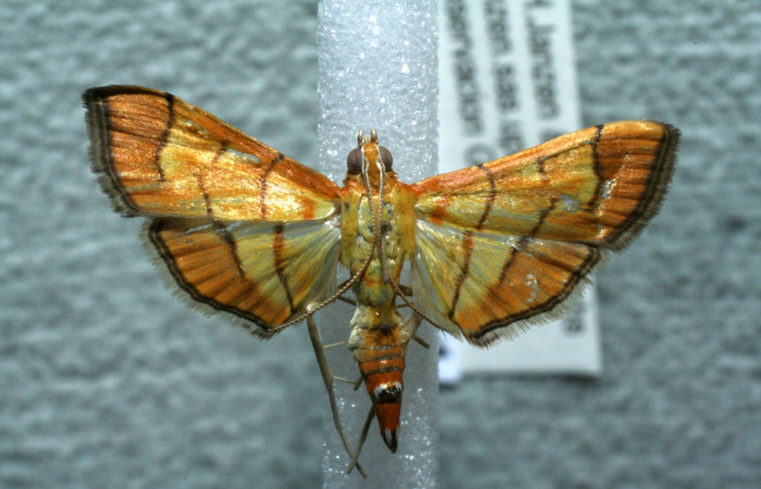 Figura 15. Adulto, <i>Orphanostigma  haemorrhoidalis</i>, vista ventral, (Crambidae). (11-  SRNP-3661-DHJ560757).