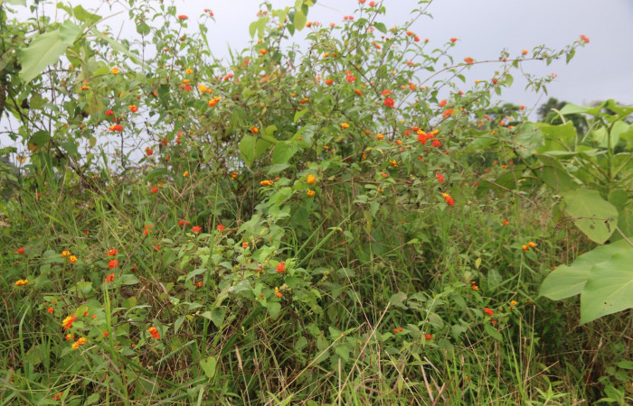Fig 1. Planta hospedera <i>Lantana camara</i> (Verbenaceae) donde más se alimenta  <i>Orphanostigma haemorrhoidalis</i> (Crambidae) . Foto Minor Carmona Estación Brasilia, 19  de Febrero 2022.