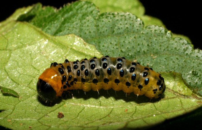 Figura 4. Larva <i>Dysodia</i> oculatanaDHJ01 (Thyrididae), último estadío (U) vista dorsal, localidad Pasmompa, Sector Pitilla ACG (440m). Voucher: 07-SRNP-30692-DHJ418712.jpg.