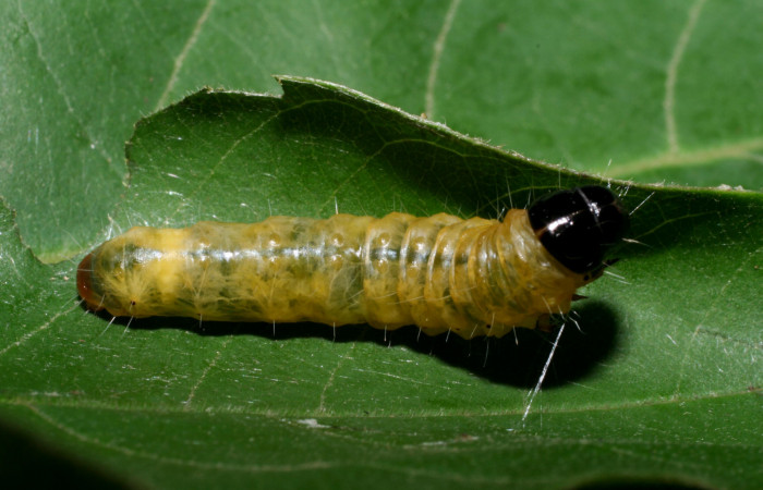 Figura 13. Larva <i>Dysodia</i> Janzen35 (Thyrididae), último estadío (U) vista dorsal, localidad Portón Rivas, Sector Mundo Nuevo ACG (570m). Voucher: 08-SRNP-56117-DHJ442693.jpg.