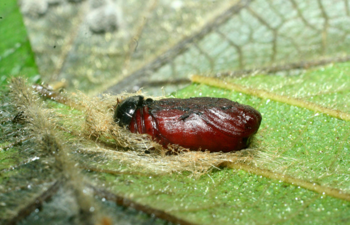 Figura 7. Pupa de <i>Dysodia</i> Janzen35 (Thyrididae), vista ventral, localidad Bosque San Emilio, Sector Santa Rosa ACG (300m). Voucher: 09-SRNP-14004-DHJ454775.jpg.
