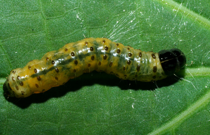 Figura 14. Larva <i>Dysodia</i> Janzen03 (Thyrididae), último estadío (U) vista dorsal, localidad Potrero Argentina, Sector San Cristóbal ACG (520m). Voucher: 09-SRNP-1931-DHJ453920.jpg.
