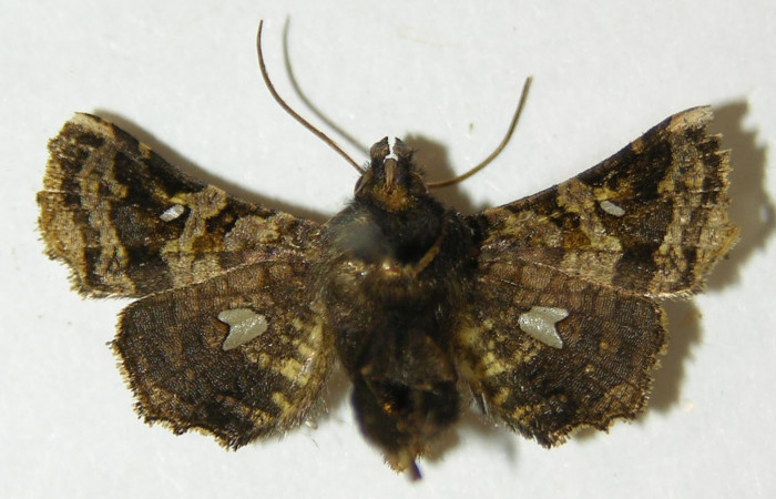 Figura 9. Adulto de <i>Dysodia</i> oculatanaDHJ01 (Thyrididae), vista ventral, localidad Sendero Suspiro, Estación Biológica Quica, Sector Pitilla ACG (439m). Voucher: 10-SRNP-71126-DHJ534797.jpg.