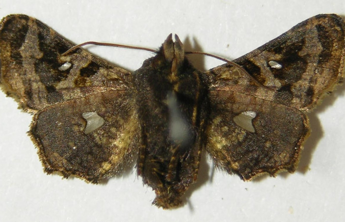 Figura 11. Adulto de <i>Dysodia</i> oculatanaDHJ01 (Thyrididae), vista ventral, localidad Sendero Suspiro, Estación Biológica Quica, Sector Pitilla ACG (439m). Voucher: 10-SRNP-71128-DHJ534793.jpg.