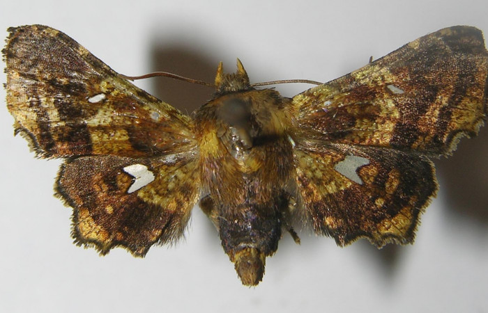 Figura 1. Adulto de <i>Dysodia</i> oculatanaDHJ01 (Thyrididae), vista dorsal, localidad Sendero Huerta, Sector San Cristóbal ACG (527m). Voucher: 11-SRNP-3710-DHJ558234.jpg.