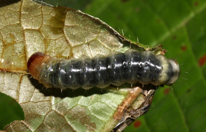 Figura 16. Larva <i>Dysodia</i> Janzen10 (Thyrididae), último estadío vista (U) dorsal, localidad Sendero Hoffmannia, Sector Pitilla ACG (825m). Voucher: 14-SRNP-31426-DHJ721293.jpg.