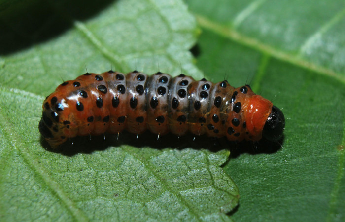 Figura 5. Larva <i>Dysodia</i> oculatanaDHJ01 (Thyrididae), último estadío (U) vista dorsal, localidad Medrano, Estación Biológica Quica, Sector Pitilla ACG (380m). Voucher: 14-SRNP-71684-DHJ723981.jpg.