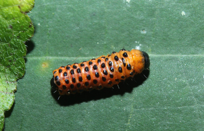 Figura 6. Prepupa de <i>Dysodia</i> oculatanaDHJ01 (Thyrididae), vista dorsal, localidad Medrano, Estación Biológica Quica, Sector Pitilla ACG (380m). Voucher: 14-SRNP-71684-DHJ723986.jpg.