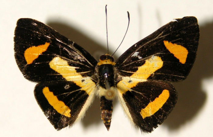 Figura 17. Adulto de<i>Symmachia tricolor</i>, (Riodinidae), posición vista dorsal (macho). (02-SRNP-14638-DHJ91888.jpg).
