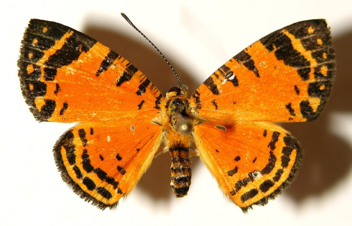 Figura 9. Adulto de <i>Symmachia xypete</i>, (Riodinidae), posición vista dorsal (hembra). (03-SRNP-28063-DHJ91972.jpg).