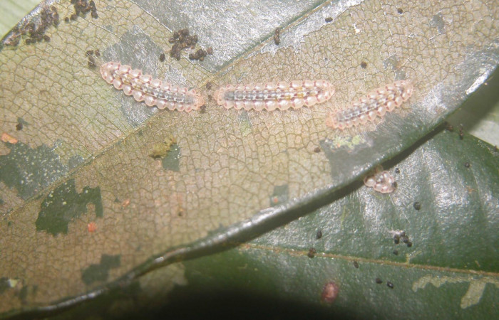 Figura 1. Larva en último estadio <i>Symmachia xypete</i>, (Riodinidae), alimentándose en <i>Myrcia splendens</i>, (Myrtaceae), posición dorsal, Sector Pitilla, Colocho (elevación 375 metros). 10 Diciembre 2003. (03-SRNP-37351-DHJ90688.jpg).