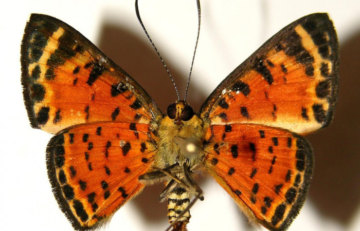 Figura 12. Adulto de <i>Symmachia xypete</i>, (Riodinidae), posición vista ventral (macho). (04-SRNP-30015-DHJ91975.jpg).