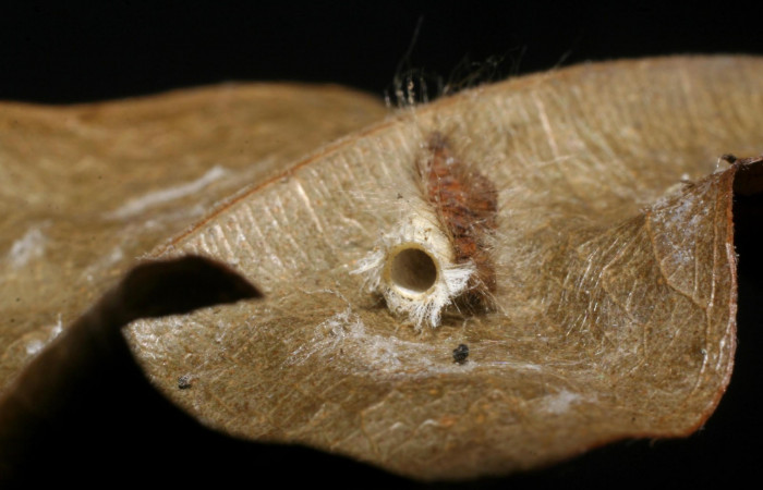 Figura 5. Parásito <i>Hypomicrogaster</i> Whitfield19, de la larva <i>Symmachia xypete</i>, (Riodinidae), Sector Pitilla, Loaciga, (elevación 445 metros). 15 Julio 2007. (07-SRNP-32784-DHJ448579.jpg).