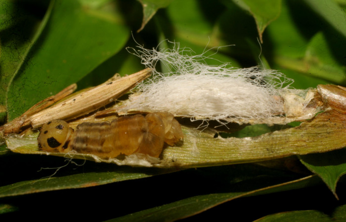 Fig. 9. Capullo de <i>Alphomelon</i> Deans29 ( Braconidae), parásito en larva de hespJanzen01 Janzen55 (Hesperiidae). Voucher: 10-SRNP-65156-DHJ479131. 