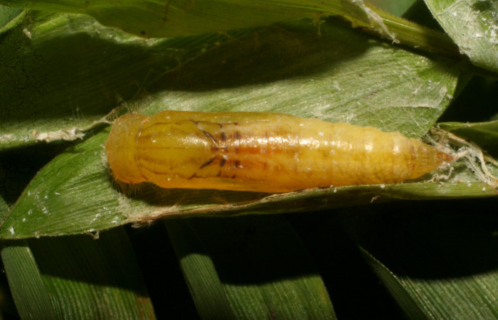 Fig. 11. Pupa de hespJanzen01 Janzen55 (Hesperiidae), vista dorsal. Voucher: 10-SRNP-65160-DHJ479139. 