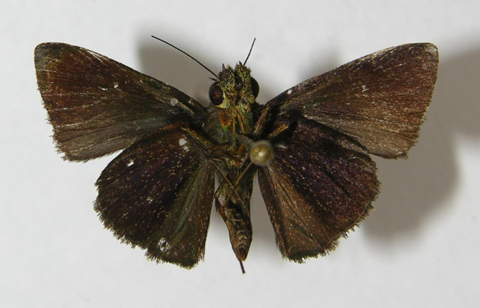Fig. 13. Adulto de hespJanzen01 Janzen55 (Hesperiidae), vista ventral. Voucher: 10-SRNP-73415-DHJ543077. 