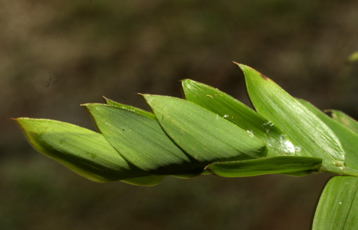 Fig. 3. Refugio de larva hespJanzen01 Janzen55 (Hesperiidae). Voucher: 11-SRNP-30014-DHJ481171.