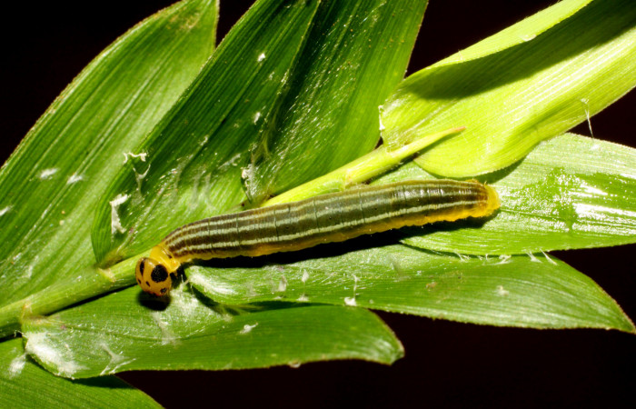Fig. 1. Larva de hespJanzen01 Janzen55 (Hesperiidae),  cabeza muy marcada, tienen una constricción detrás de ésta a modo de cuello o collar. Voucher: 11-SRNP-30014-DHJ481183.