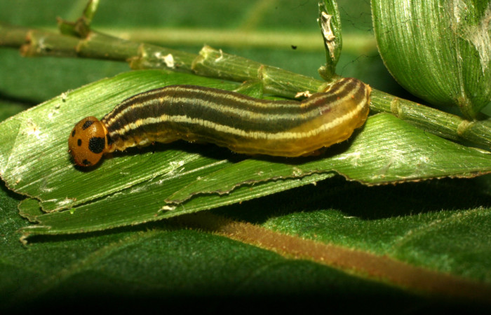 Fig. 7. Larva de  hespJanzen01 Janzen55 (Hesperiidae), parasitada por <i>Alphomelon</i> Deans29 (Braconidae). Voucher: 11-SRNP-30272-DHJ481560. 