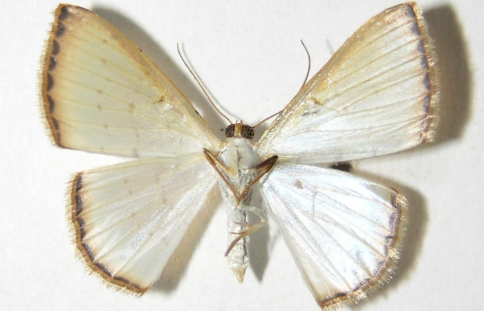 (Fig 4).<i>Leuciris</i> fimbriariaDHJ01,
vista ventral (Macho) alas aviertas 21 mm
Voucher 04-SRNP-56547-DHJ326051