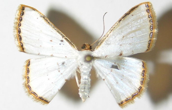 (Fig. 1). <i>Leuciris</i> fimbriariaDHJ01,
vista dorsal, (hembra), alas abiertas 20mm. Voucher 04-SRNP-56550-DHJ326048.