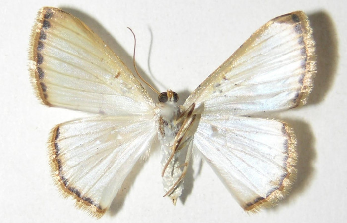 (Fig 2). <i>Leuciris</i>] fimbriariaDHJ01,
vista ventral (Hembra) alas aviertas 20mm
Voucher 04-SRNP-56550-DHJ326049