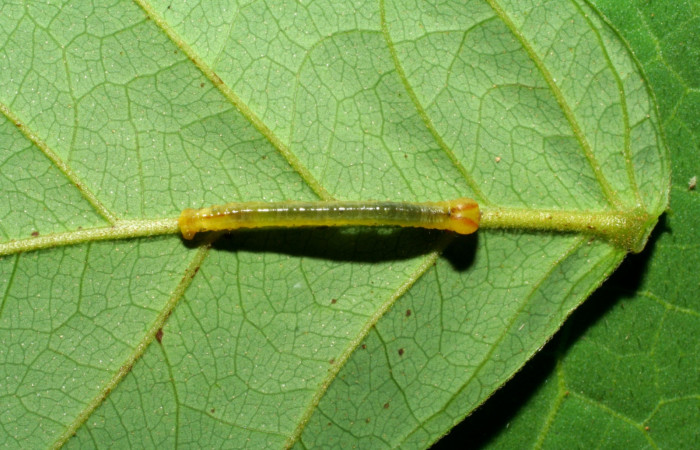 (Fig 10). Larva <i>Leuciris fimbriaria</i>, sendero Pasmompa
Estación Biológica Pitilla,último estadio,11mm de largo.
Voucher 06-SRNP-30035-DHJ412124.jpg