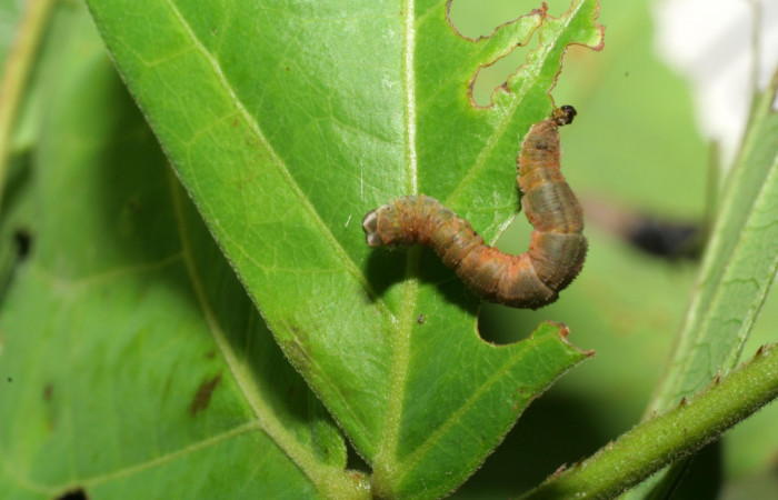  (Fig 11). Prepupa de larva <i>Leuciris fimbriaria</i>, vista dorsal entero último estadio. sendero Rotulo Estación Pitilla, mide 17 de largo. 
Voucher 06-SRNP-31544-DHJ412661.jpg