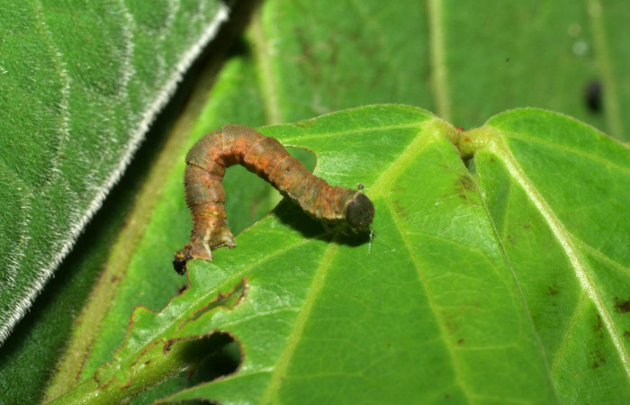 (Fig 12). Prepupa de larva <i>Leuciris fimbriaria</i>, vista dorsal entero último estadio, mide 17 mm de largo. Sendero Rótulo Estación Biológica Pitilla. Voucher 06-SRNP-31544- DHJ412662.jpg.
