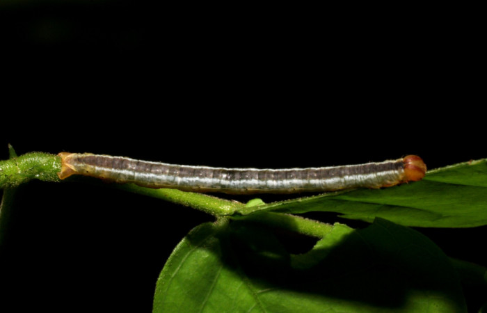 (Fig 8).Larva <i>Leuciris fimbriaria</i>, vista dorsal entero último estadio. sendero venado Estación Biológica Caribe, mide 20 de largo. 
Voucher 07-SRNP-41527-DHJ422513.jpg