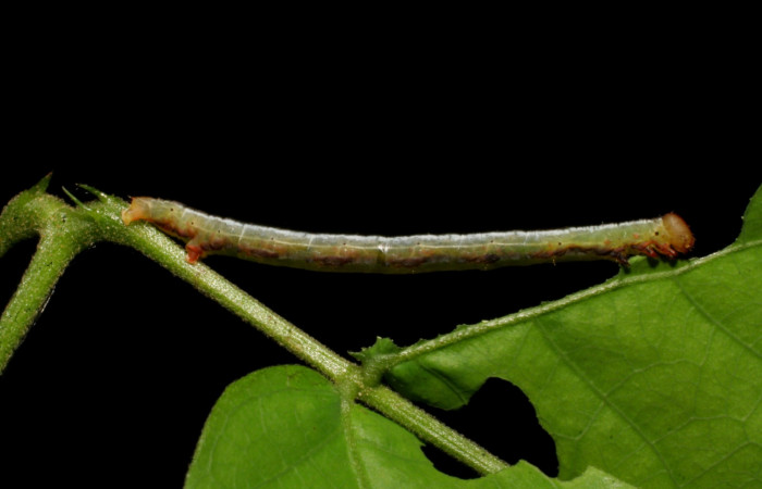(Fig 9).Larva <i>Leuciris fimbriaria</i>, vista dorsal entero último estadio. sendero venado. Estación Biológica Caribe, mide 20 de largo. 
Voucher 07-SRNP-41527-DHJ422516.jpg