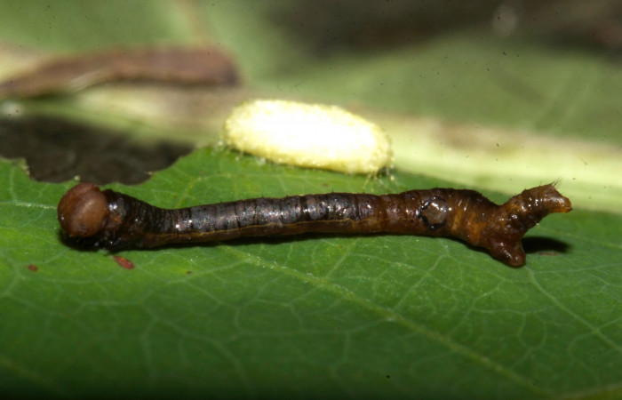 (Fig 15). Capullo de la familia Braconidae junto a cadáver de larva <i>Leuciris fimbriaria</i>, en un tercer estadio 10 mm de largo. Voucher 19- SRNP-30202-DHJ748969.jpg.