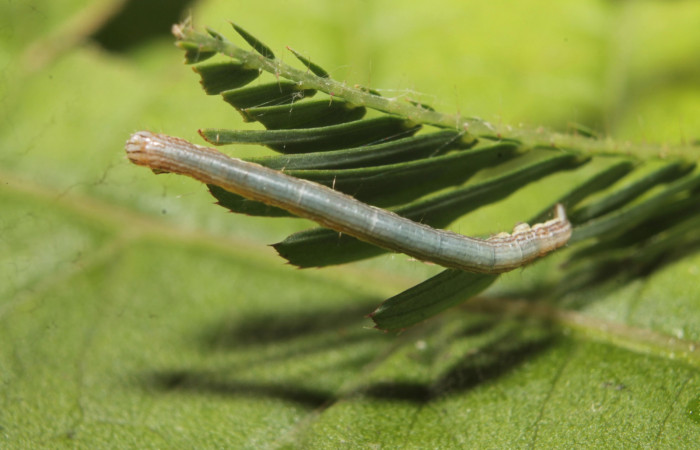 (Fig 5).Larva <i>Leuciris fimbriaria</i>, vista dorsal entero penúltimo estadio. sendero palomo Estacion Botarrama, mide 25 de largo. 
Voucher 19-SRNP-45008-DHJ719562.jpg