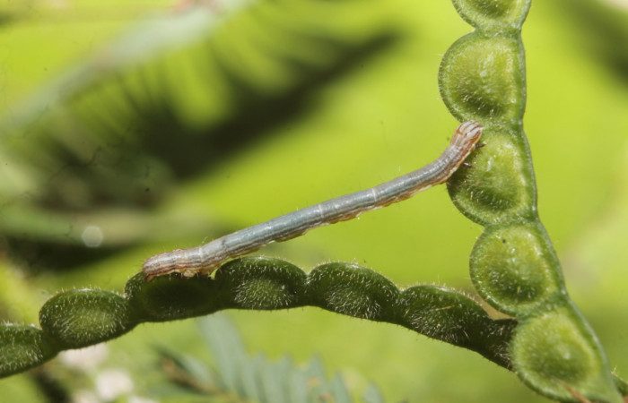 (Fig 19) Larva <i>Leuciris fimbriaria</i>, vista lateral entero, penúltimo estadio, 25 mm de largo; posando sobre el fruto de planta hospedera Mimosa pigra,. Voucher 19- SRNP-45008-DHJ719563.jpg
