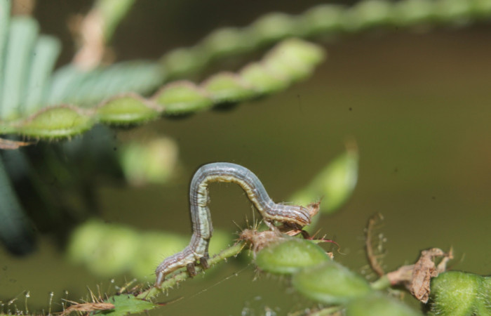 (Fig 6). Larva <i>Leuciris fimbriaria</i>, vista lateral entero, penúltimo estadio. sendero palomo Estacion Botarrama, mide 25 mide largo. 
Voucher 19-SRNP-45008-DHJ719564.jpg