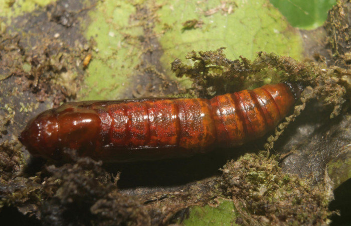 (Fig 13). Pupa de larva <i>Leuciris fimbriaria</i> tamaño12 mm Estación Botarrama.
Voucher 19-SRNP-45008-DHJ719647.jpg