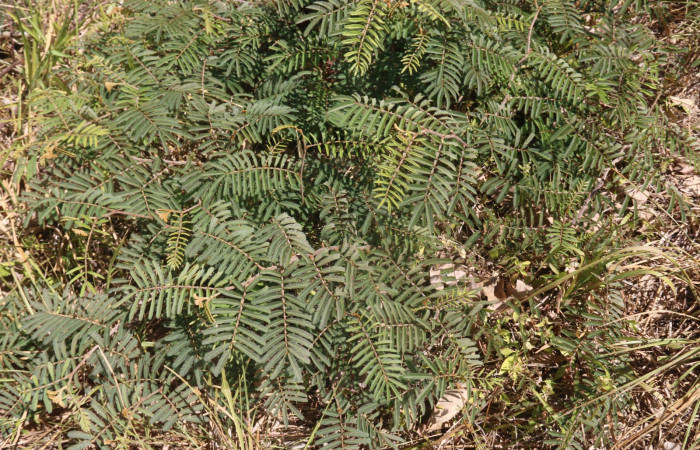 (Fig 20). Planta hospedera de larva, <i>Leuciris fimbriaria</i>, Mimosa pigra familia Fabaceae Creciendo, camino a Quebrada Grande; Área Conservación Guanacaste, foto Adrian Guadamuz  22/02/2022 