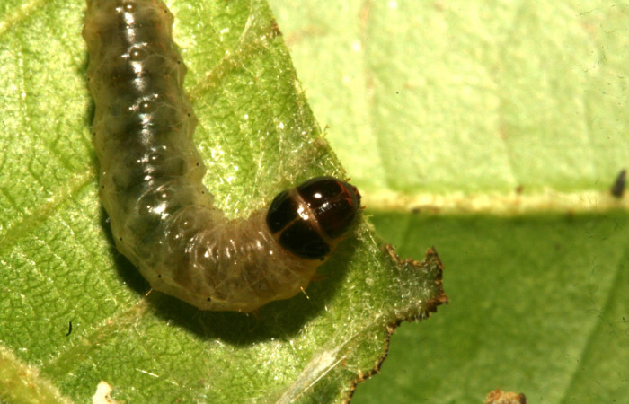 Figura 9 Cabeza siculoJanzen01 biolep03, (Crambidae), en la planta <i>Conceveiba pleiostemona</i> (Euphorbiaceae). Sector Rincon Rain Forest, Camino Porvenir, (elevación 383 metros). Colectada 3 mayo 2011. (11-SRNP-42104-DHJ483182.jpg).