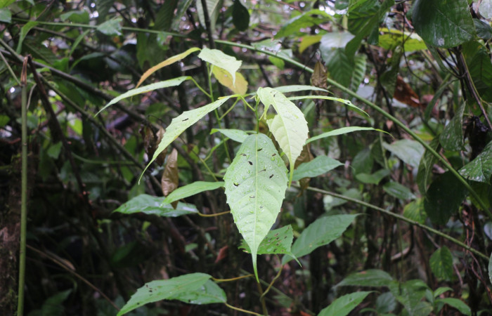 Figura 14. Planta hospedera de larva siculoJanzen01 biolep03 (Crambidae), <i> Alchornea latifolia</i>, (Euphorbiaceae). Foto Ana Córdoba. 23 febrero 2022.